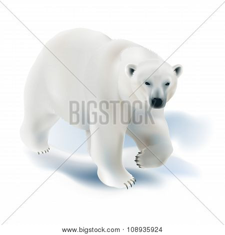 Polar bear - Ursus maritimus.