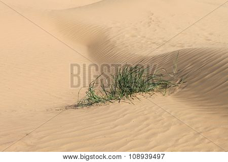 Desert