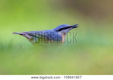 Eurasian Nuthatch