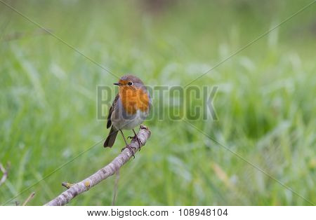 Redbreast