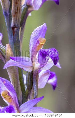 Violet Limodore Flower Close Up