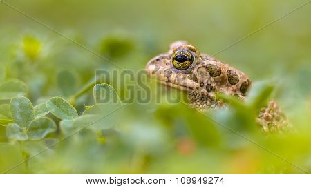 Green Toad Peeking From Grass