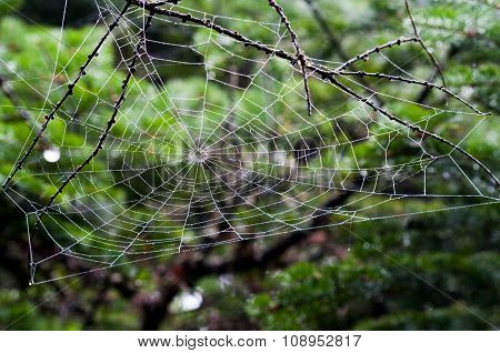 Spider Web