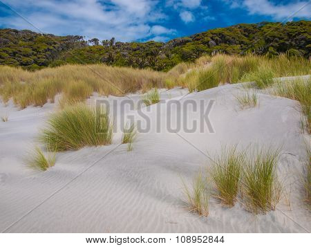 Dune Vegetation At Wharariki Beach