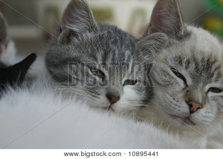 Gatos