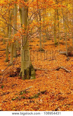 Autumn Leafy Woods Vertical