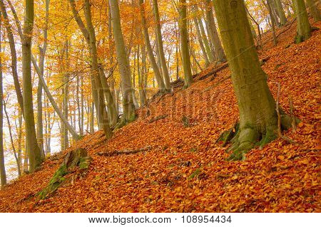 Autumn Leafy Woods