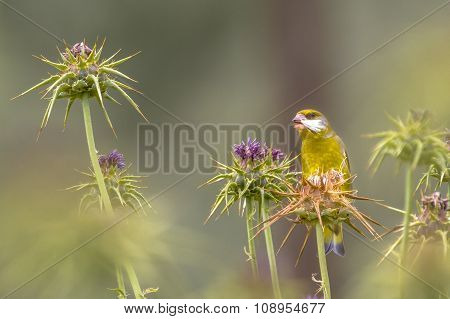 Greenfinch Eating The Seed Of Maria Thistle