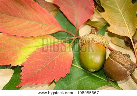 Autumn background  with oak