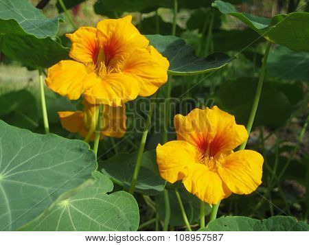 bright yellow flowers