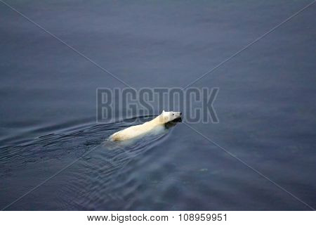 Polar Bear Went Through Kara Sea To North Pole