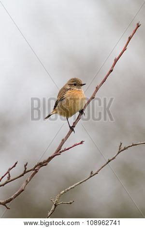 Stonechat