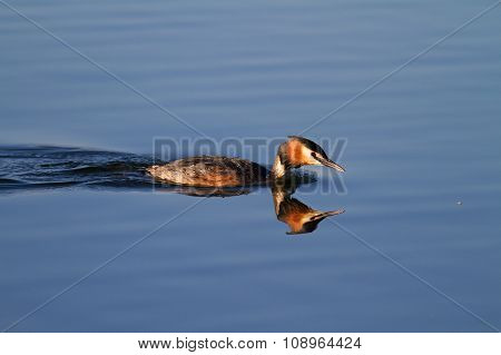 Great Crested Grebe