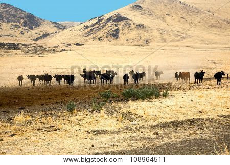 Cattles Are Grazing In The Contryside Near Exeter