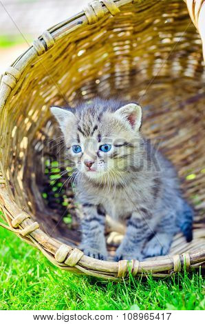 little cat on grass