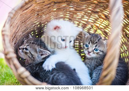 little cat, outdoor