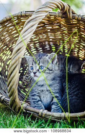 little cat, outdoor