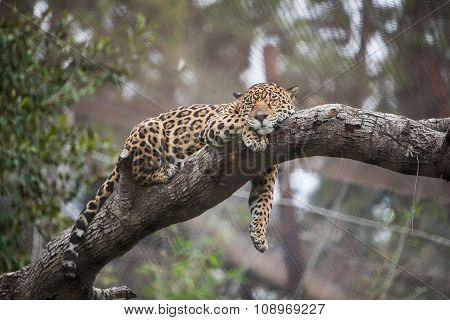 Leopard sleeping on the tree in zoo