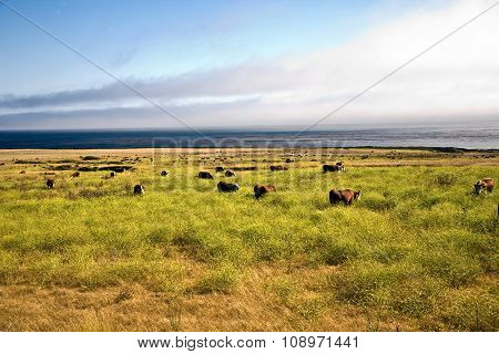 Cows Graze Fresh Grass On A Meadow In Andrew Molina State Park At The Pacific Ocean