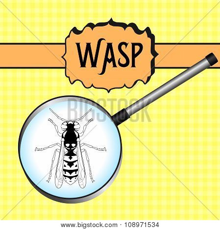 insect in magnifier.Wasp. Sketch of Wasp. Wasp Design for coloring book.  hand-drawn Wasp.