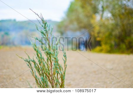 Young spruce sapling