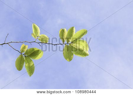 Branch of tree
