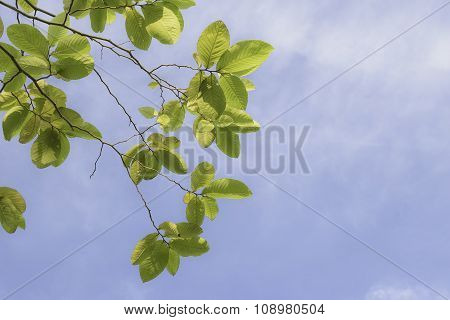 Branch of tree