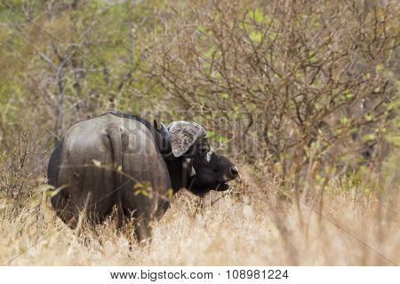 African Buffalo In Kruger National Park