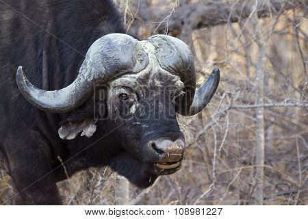 African Buffalo In Kruger National Park