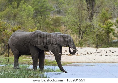 African Bush Elephants In Kruger National Park