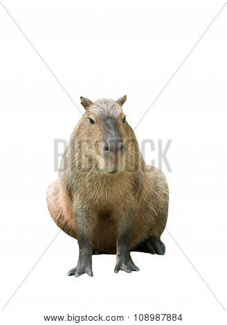 Capybara Isolated