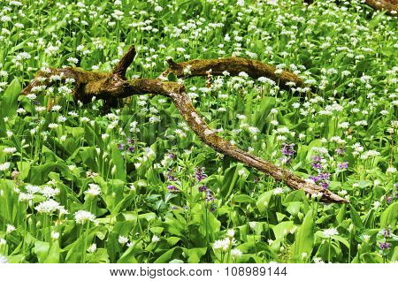Sunny Spring Day Many Wild Garlic Flowers