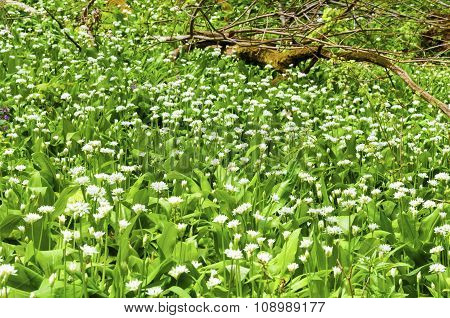 Sunny Spring Day Many Wild Garlic Flowers
