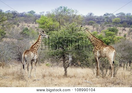 Giraffe In Kruger National Park