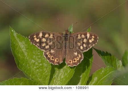 Morpho Aegeria