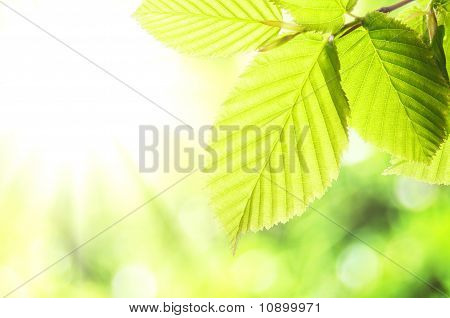 Natur