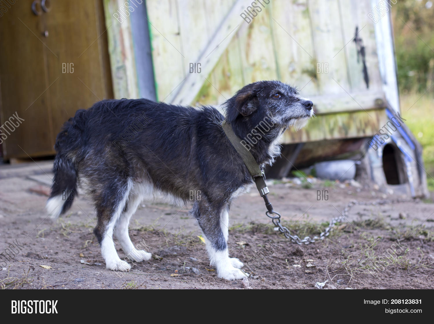 black dog with white paws