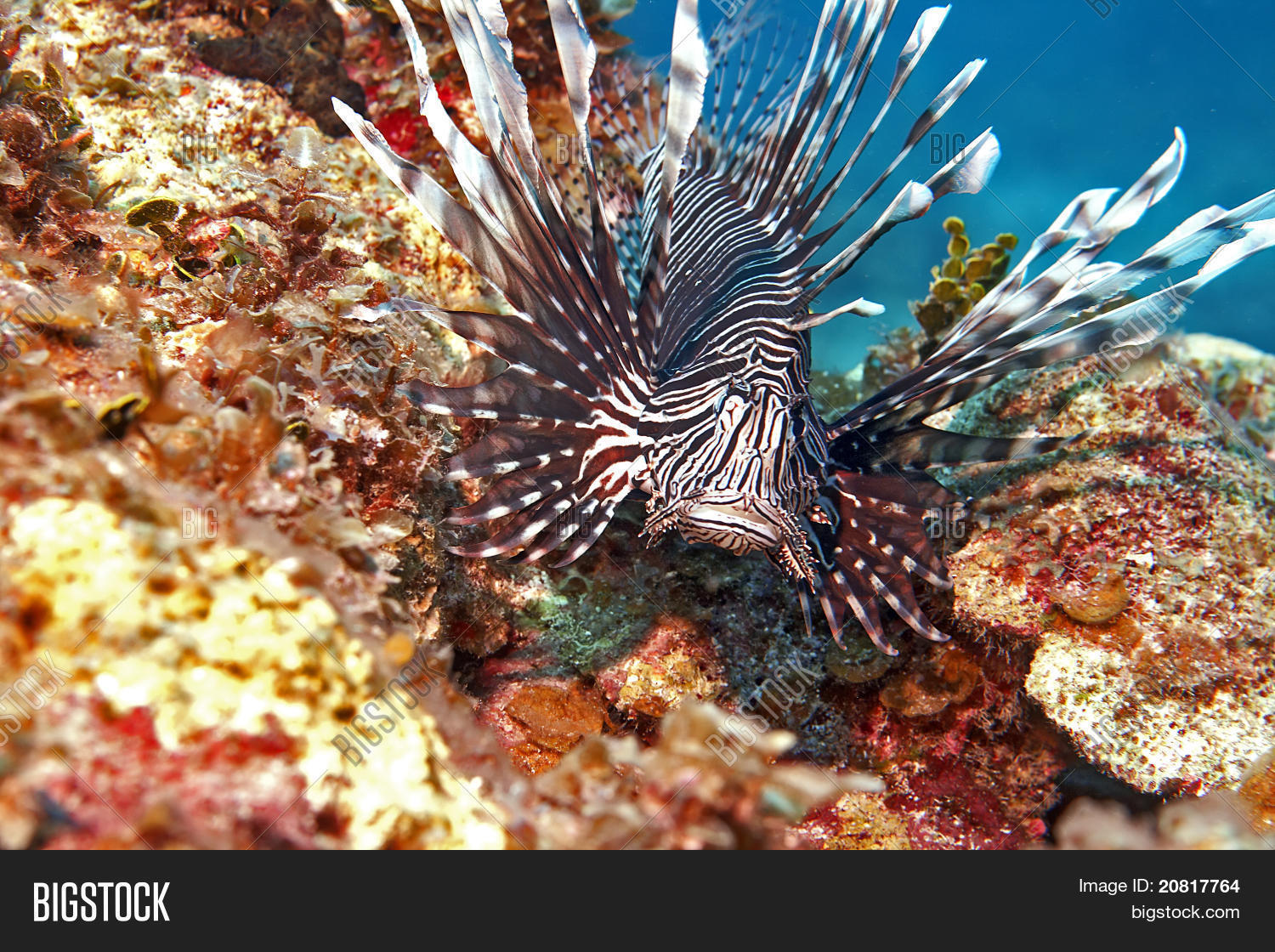 Poisonous Fish (Poisonous Beauty) Image & Photo Bigstock