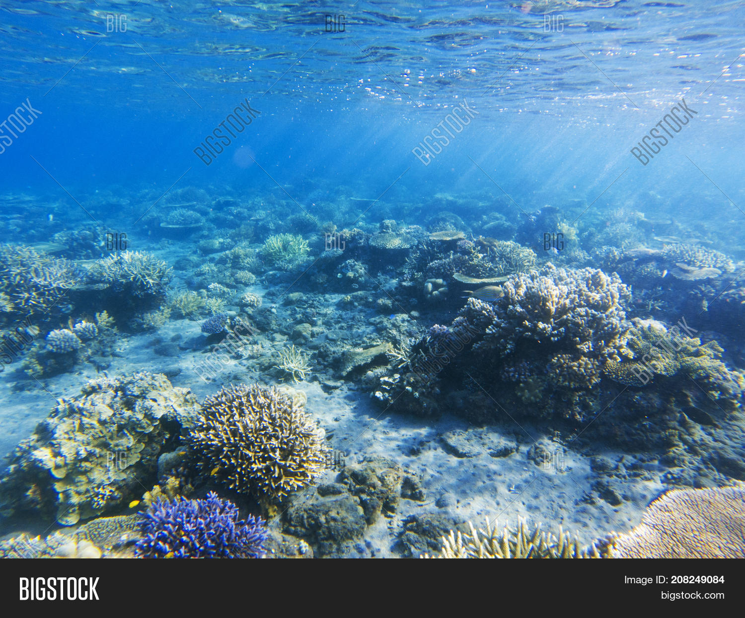 Sunshine On Coral Reef Image & Photo (Free Trial) | Bigstock