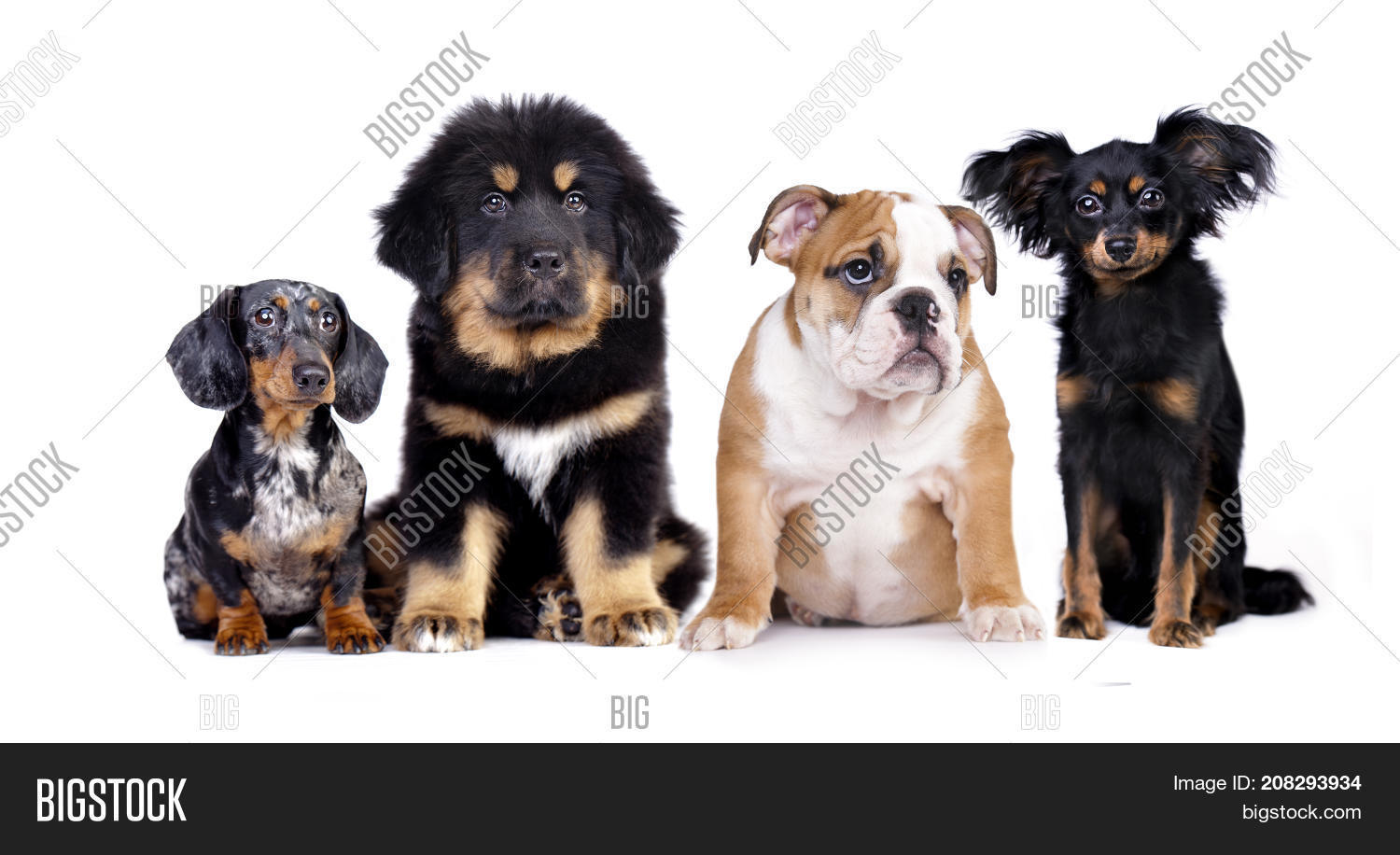 Big Small Dog, Image & Photo (Free Trial) Bigstock