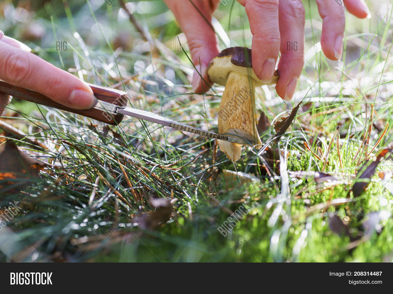Mushroom Hunting, Image & Photo (Free Trial) Bigstock