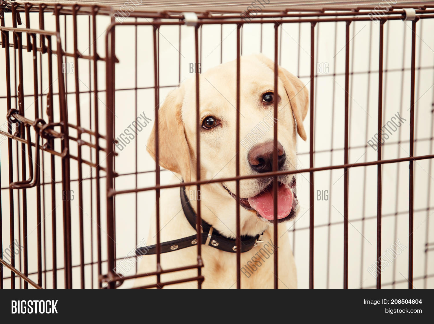 Dog Cage. Isolated Image & Photo (Free Trial) Bigstock