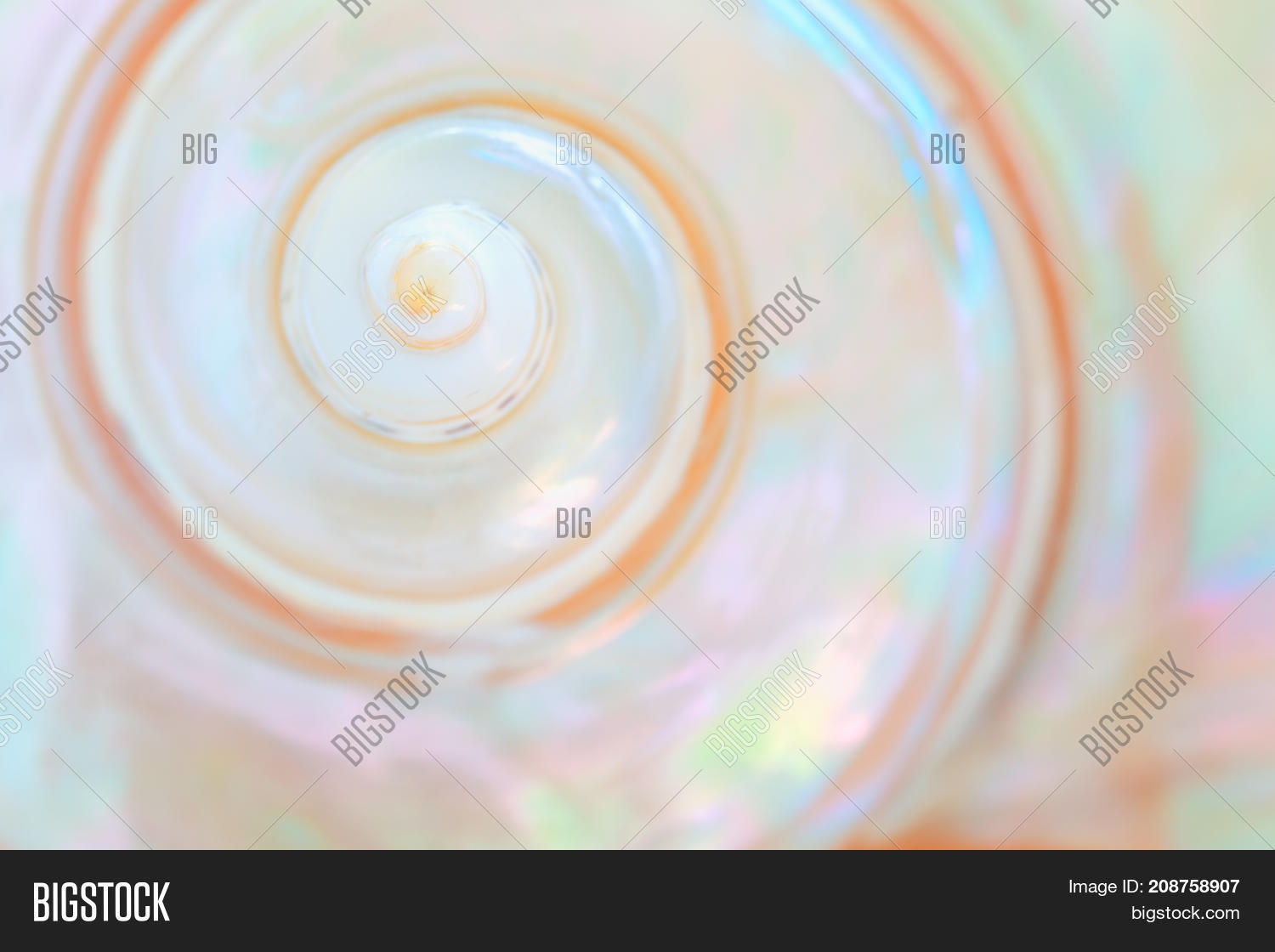 Mother Pearl Sea Shell Image & Photo (Free Trial) | Bigstock
