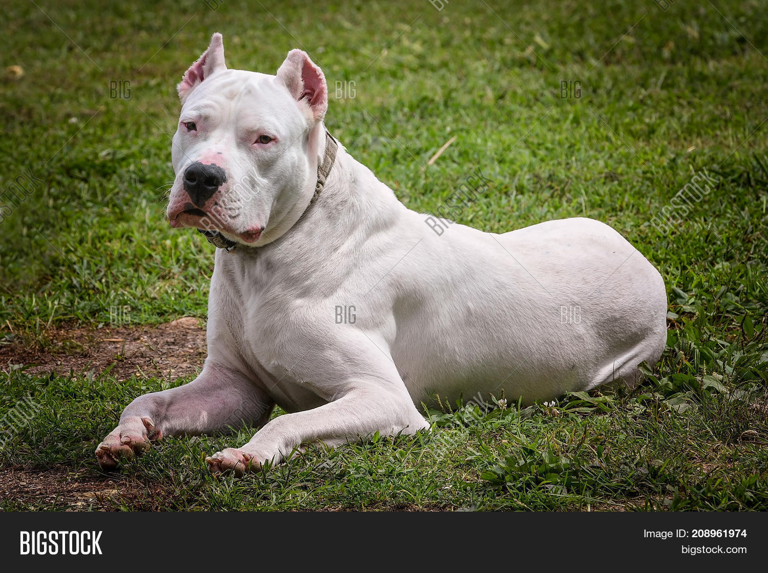 dogo big