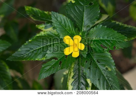 Little yellow flowers in the green garden