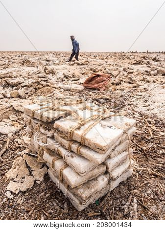 DANAKIL DEPRESSION ETHIOPIA - JUNE 29 2016: Afar man mining salt from salt flats in Afar region Danakil Depression Ethiopia.