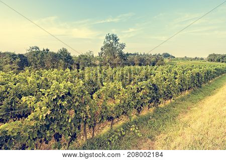 Countryside Landscape With Vineyard.