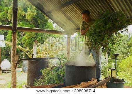 LES PALMISTES, FRANCE - DECEMBER 12, 2010: Unidentified farmer produces geranium oil - a fragrant oil used in cosmetics and culinary dishes - at Les Palmistes, Reunion island, France.