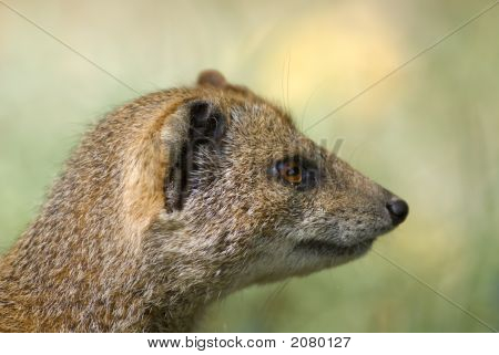 Gul Mongoose