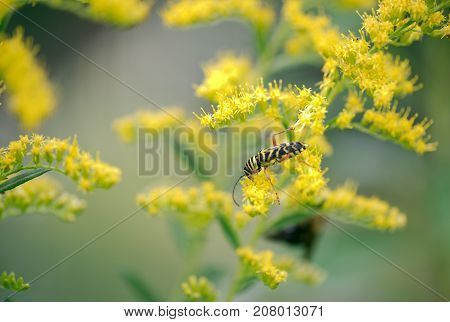 Locust Borer - Megacyllene robiniae feeding on Goldenrod